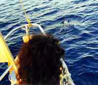 che specie &egrave;?